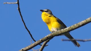 Yellowbreasted Chat Evening Song  Cuba Marsh 05262021 [upl. by Gereron]