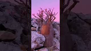 Socotra Island islandsea alienshortsfeed shorts [upl. by Bunow]