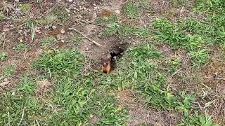 Long Tailed Weasel at Point Cabrillo [upl. by Ji]