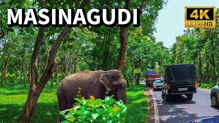 Masinagudi  ഒരു മസിനഗുഡി യാത്ര  4K UHD [upl. by Riaj]