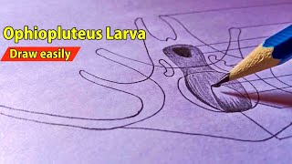 Ophiopluteus larva  How to Draw Ophiopluteus larva Diagram  Larval Forms In Echinodermata [upl. by Ativak]