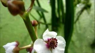 Arrowhead Sagittaria Sagittifolia  20120902 [upl. by Adnuhsor]