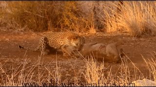 Must watch Leopard catches screaming warthog [upl. by Seaman]