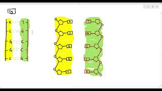 62 Structure of DNA Cambridge AS amp A Level Biology 9700 [upl. by Ahsiekam]