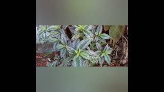 Plant Profile Persian Shield Strobilanthes dyeriana [upl. by Mercy716]