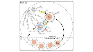 T follicular helper Tfh CD4 T cell timecourse animation [upl. by Peale]