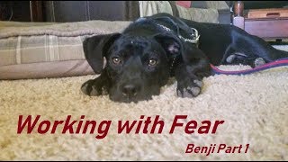 Help a Fearful Dog Gain Confidence Benji part 1 [upl. by Persis]