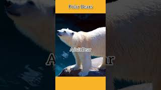 How much does Polar Bear eat at a time shorts youtubeshorts [upl. by Libbey]