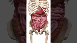 🍽️ Peristalsis The WaveLike Motion of Digestion 🍽️ anatomy [upl. by Nerhtak]