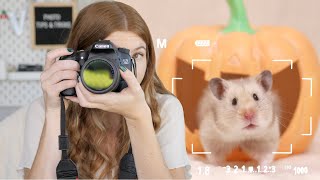 How I take Pictures of my Hamsters 📸 [upl. by Socem]