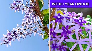 Grow Petrea Volubilis in Containers Successfully With 1 Year Updates [upl. by Llezom]