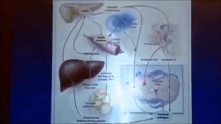 Dr Nestlers Talk NORMOZ in PCOS [upl. by Frerichs329]