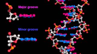 DNA major and minor grooves [upl. by Esihcoc463]