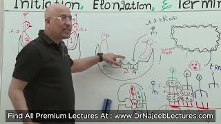 Ribosomes Structure and Function [upl. by Kcirddes417]