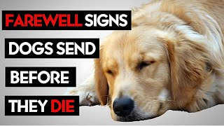 Signs To Know Its Time To Say Goodbye To Your Dog [upl. by Lotsyrk]