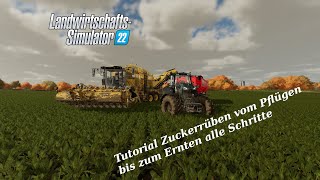 LS22 Tutorial Zuckerrüben vom Pflügen bis zur Ernte alle Schritte  FARMING SIMULATOR 22 [upl. by Aneleh]