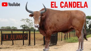 EL CANDELA la historia del TORO mas famoso de Colombia [upl. by Gennie]