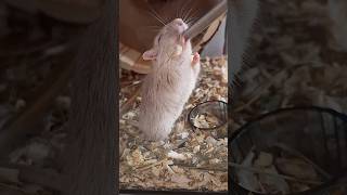 This is my baby gerbils sweetest drinking position 🥺 [upl. by Ahsein]