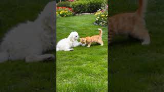 Kittens and puppies playing in the flower garden cuteanimal kittten puppies [upl. by Lantha856]