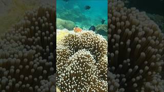 Discover scuba diving in Anilao [upl. by Mazel]