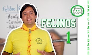 Especialidade de Felinos  Parte 12 [upl. by Nilyak35]