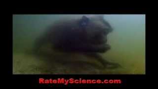 Crabeating macaque with amphibious skill Rate My Science [upl. by Doersten]