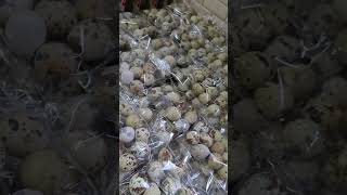 Farm Fresh Quail Eggs The Quail shop  youtubeshorts youtube shorts short reels video farm [upl. by Gradeigh]