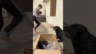 Rottweiler ke puppies le kr bhag gya 😂mother reaction 🥰rottweiler puppy motherlove [upl. by Jaquenetta]