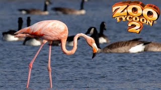 Greater Flamingo amp Goose Exhibit Speed Build  Zoo Tycoon 2 [upl. by Ahsenav319]