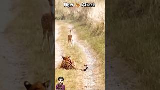 Tiger attack  trendingshorts shorysviral ytshorys shorts [upl. by Sinaj]