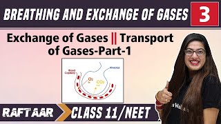 Breathing amp Exchange of Gases 03  Exchange of Gases  Transport of Gases Part1  Class 11NEET [upl. by Goodkin]