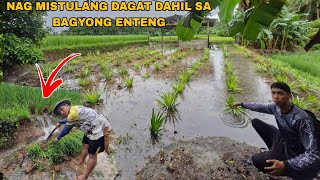 NAG MISTULANG DAGAT ANG ATING TANIM NA PINYA DAHIL SA LAKAS NG ULAN [upl. by Sheree]