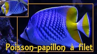 Chaetodon xanthurus  Bleeker 1857 HD Poissonpapillon à filet  Aqua Porte Dorée  122014 [upl. by Agiaf]