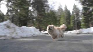 The Worlds fastest Pekingese Dog [upl. by Edak]