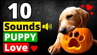 10 Sounds That Puppy LOVE to Hear the Most [upl. by Eelyma]