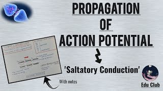 Propagation Of Action Potential  Saltatory Conduction  Nerve Muscle Physiology [upl. by Niassuh]