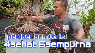 Pemupukan Bonsai Kimeng [upl. by Besse]