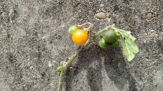 Eating Yellow Nightshade Solanum villosum  S luteum [upl. by Enyaw]