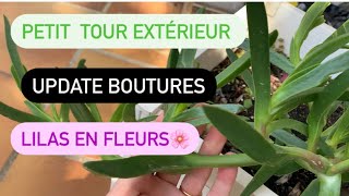 Bouturage  pleine terre cthenante bouture plantaddict bouture [upl. by Lleral]