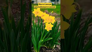 Daffodils flower it have beta carotene gene and this gene is precursor of vitamin A [upl. by Tihor]