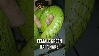 GONYOSMA oxycephalum countrymusic snake cowboy ratsnake [upl. by Tearle]