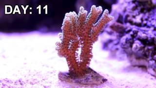 Birds Nest Coral Under LED Aquarium Light Time Lapse [upl. by Shipp]