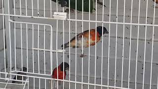 red siskin Spinus cucullatus aviary KapucineriVenecuelske cajzle volijera [upl. by Nwahsar]