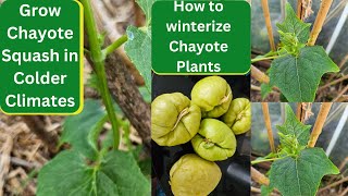 Grow Chayote Squash in Colder Climates  How to winterise Chayote Plants [upl. by Kaiser]