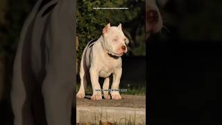 5 Most Dengerous Dog breed in the world🤯 sciencefacts facts shorts [upl. by Wendell498]