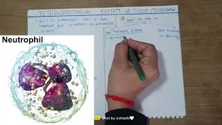 Reticuloendothelial system tissue macrophagesdefence mechanism of bodyshashikantrajput1010 [upl. by Felicity317]