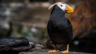 Lookin Good Tufted Puffin  The Critter Corner [upl. by Arras]