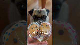 かわいいお土産山陰銘菓 どじょう掬いまんじゅう 保護犬 pug パグ太郎 パグ 可愛い shorts [upl. by Kennan]