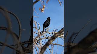 Common Grackle Bird Call Sounds [upl. by Airdnaxila]