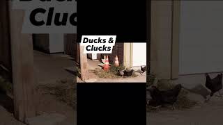 Ducks amp Clucks [upl. by Notyad]